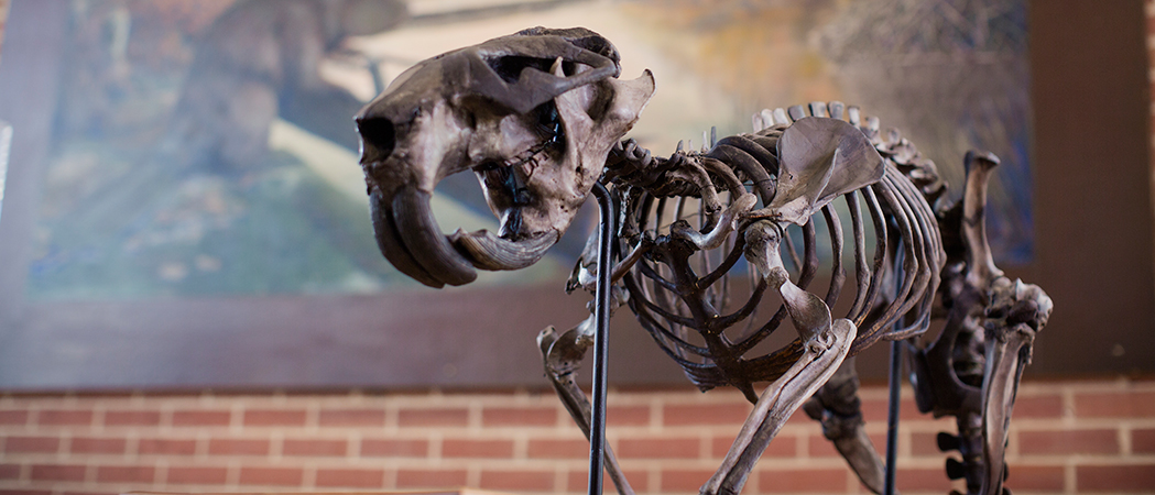 Vertebrate Paleontology : Joseph Moore Museum