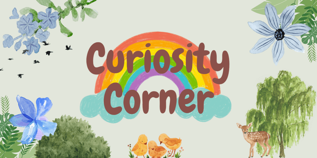 Curiosity Corner